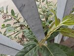 金属架旁的绿植特写