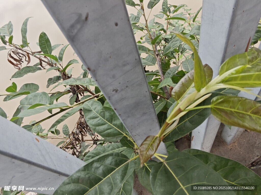 金属架旁的绿植特写