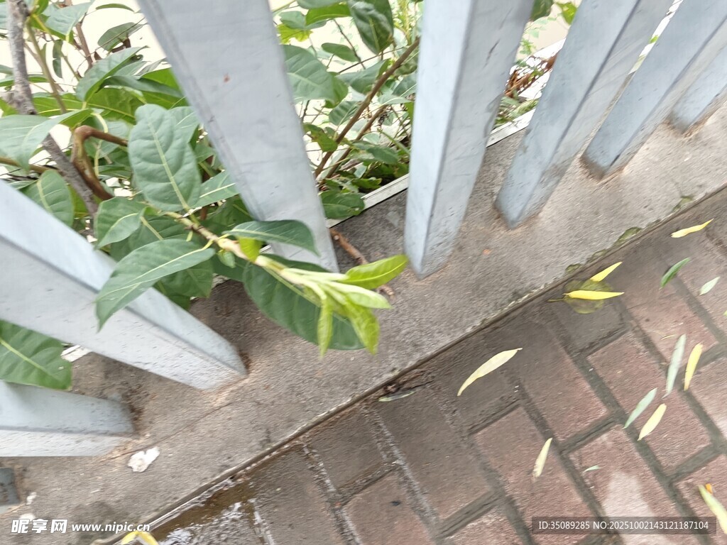 透过栏杆的绿植景象