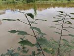 水边绿植倒映于浑浊水面