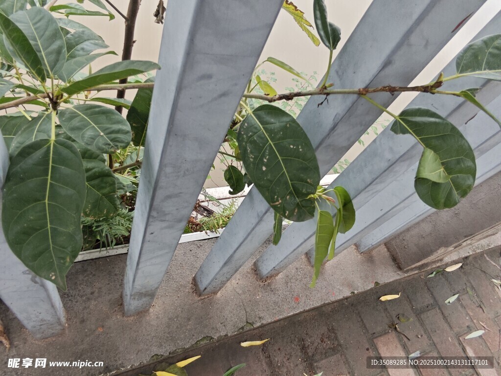 绿叶探出栅栏