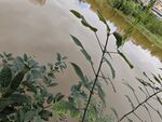 水边绿植景象