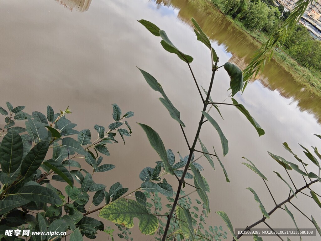 水边绿植景象