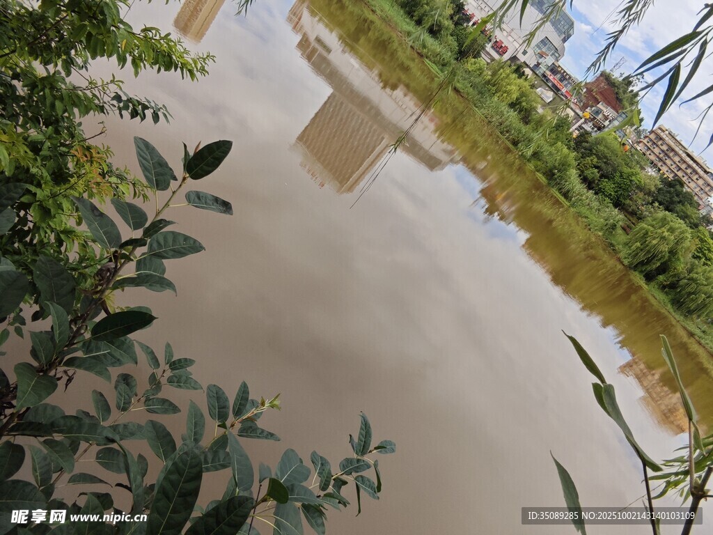 雨后积水的绿意景象