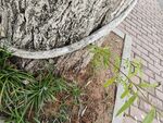 树旁新生绿植