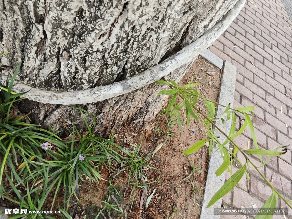 树旁新生绿植