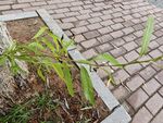 砖缝中生长的嫩绿植物