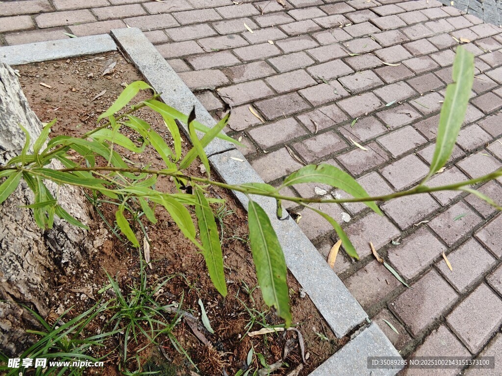 砖缝中生长的嫩绿植物