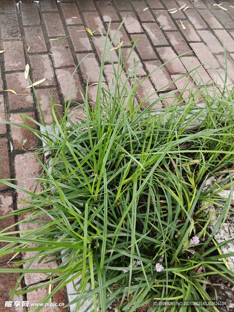 砖缝中生长的翠绿野草