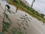 湖畔植物与城市景观