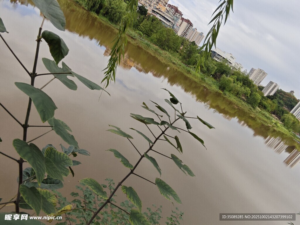 湖畔植物与城市景观