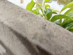 石边绿植生机盎然
