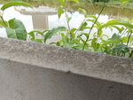墙边绿植生机勃勃