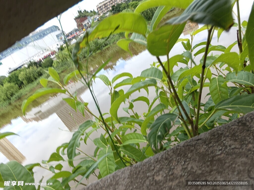 墙边绿植与远处水景