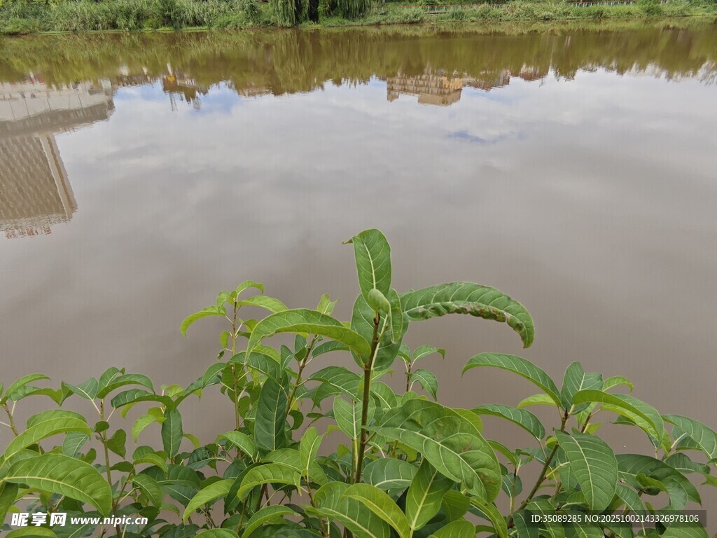 水边绿植景观