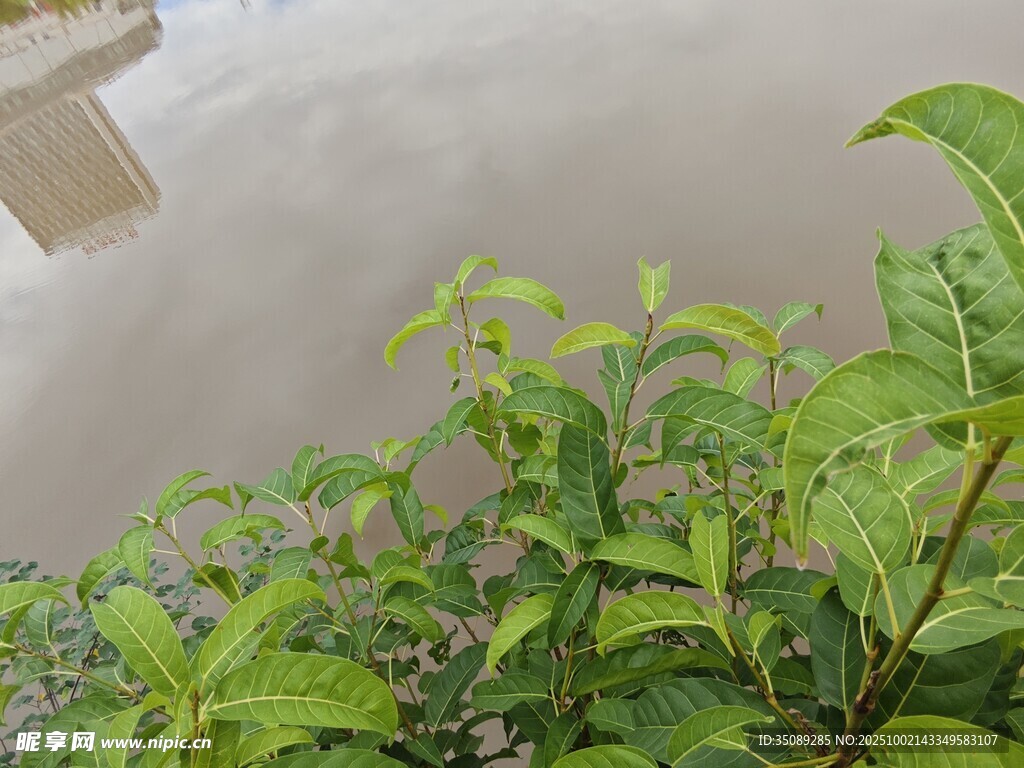 水边绿植景观
