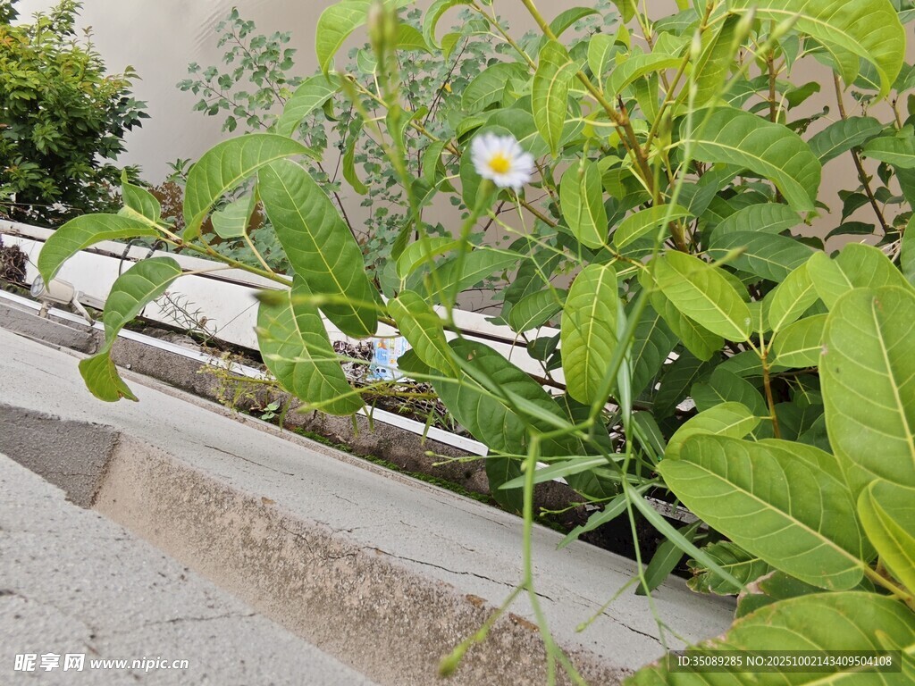 墙边绿植绽放白色小花