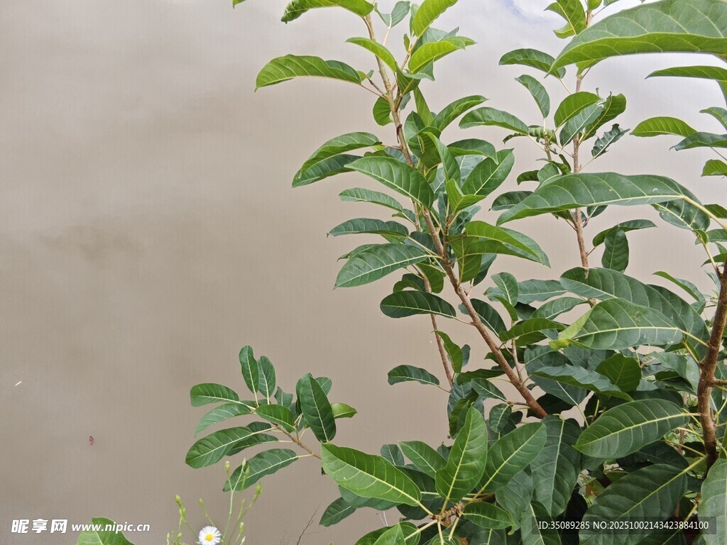 绿叶繁茂的植物特写