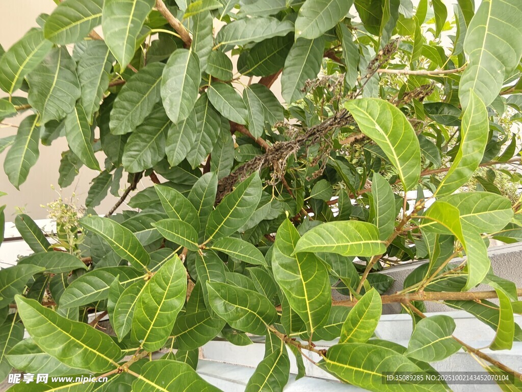 绿叶繁茂的植物景观