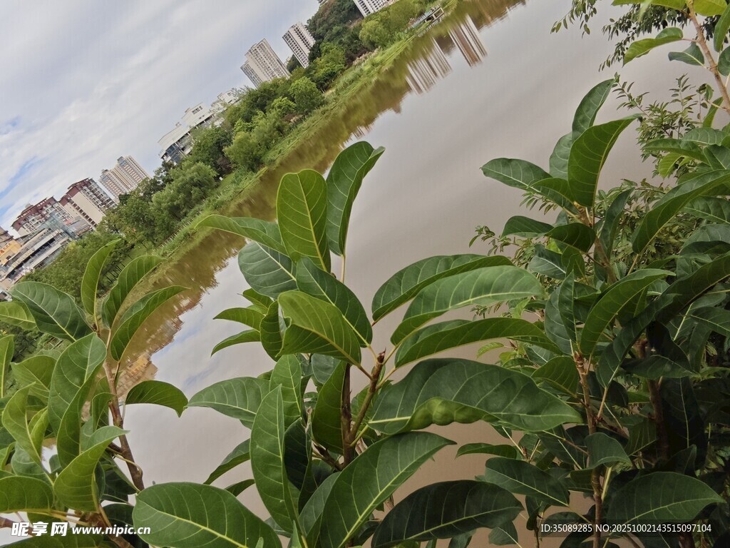河边绿植景观
