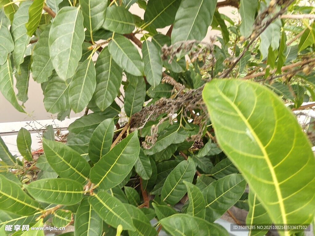 绿叶繁茂的植物特写