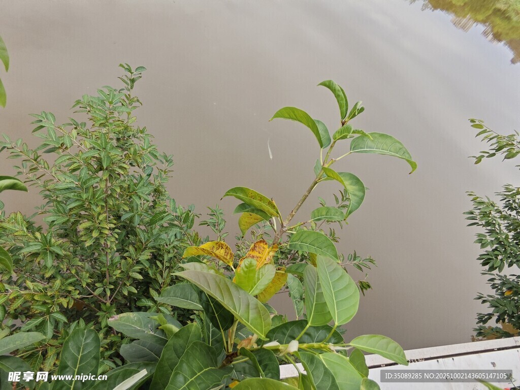 水边绿植绽放鲜艳小花