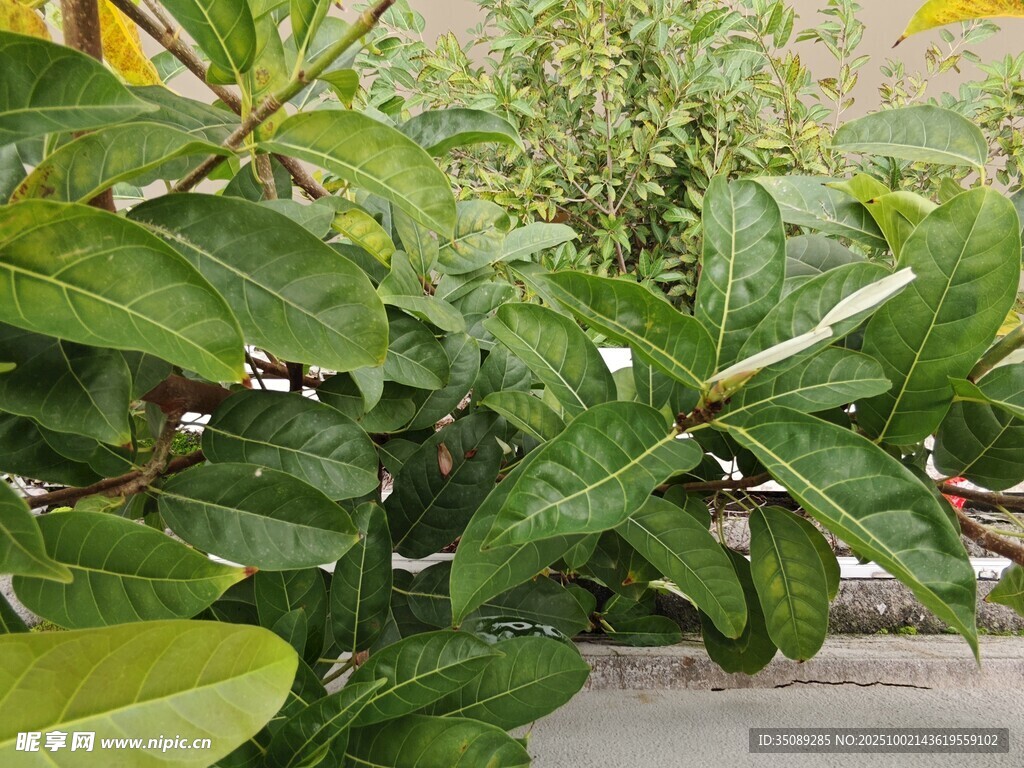 绿叶繁茂的植物景观