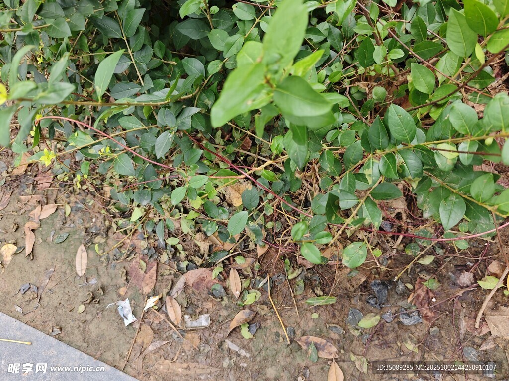 路边绿植与落叶景象