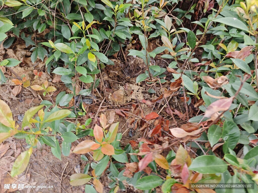 多彩植物叶片特写