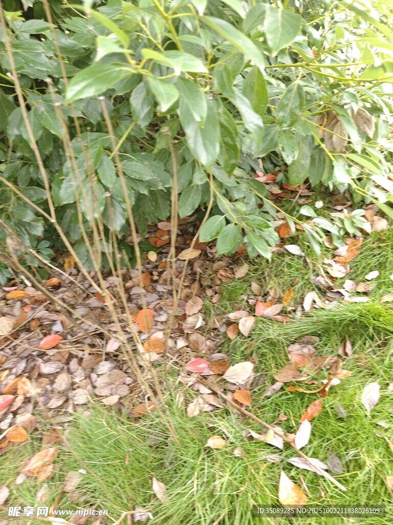 草丛中的细长植物