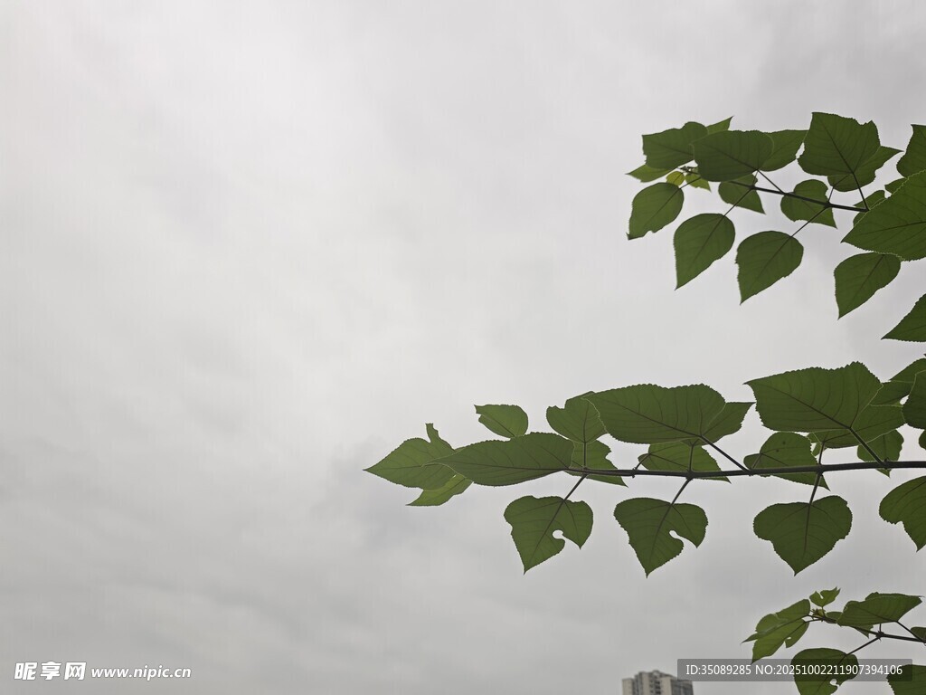 绿叶映灰白天空
