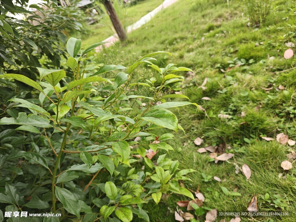 绿意盎然的草地与植物