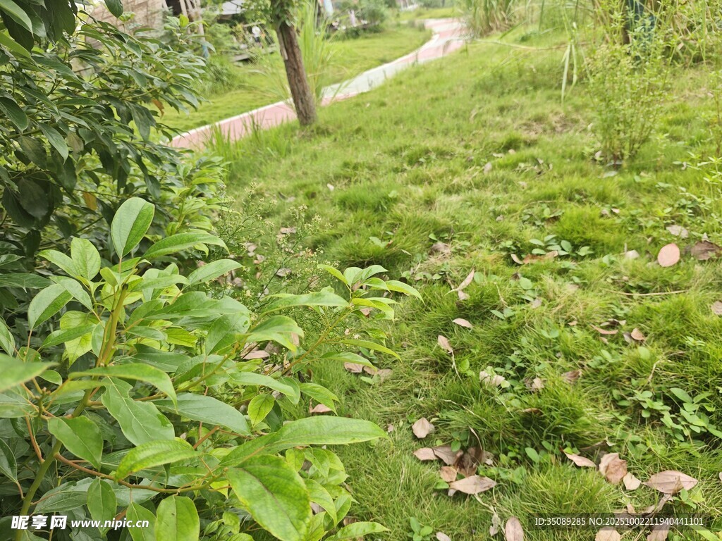 乡间小径旁的繁茂绿植