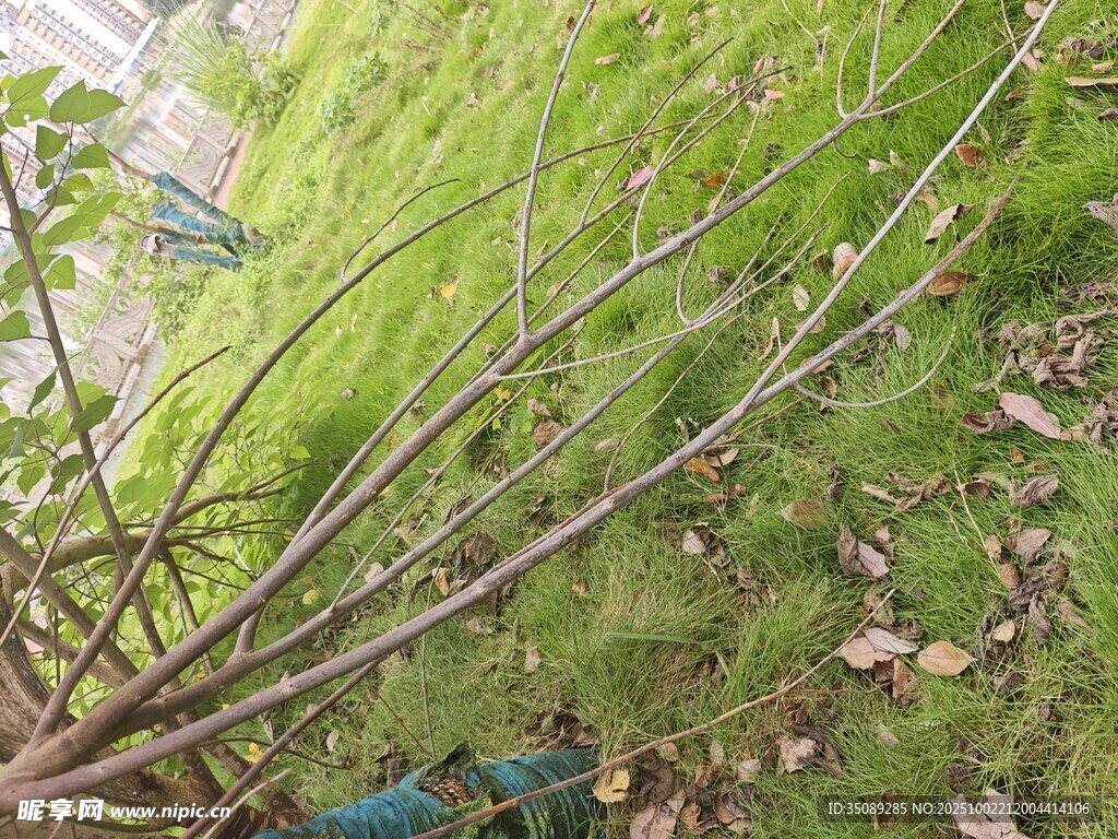 地面上杂乱的枯枝与绿草