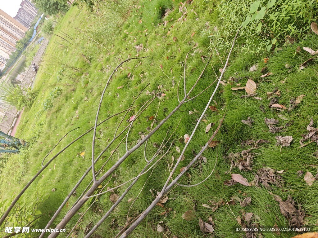 草地中的电线与落叶