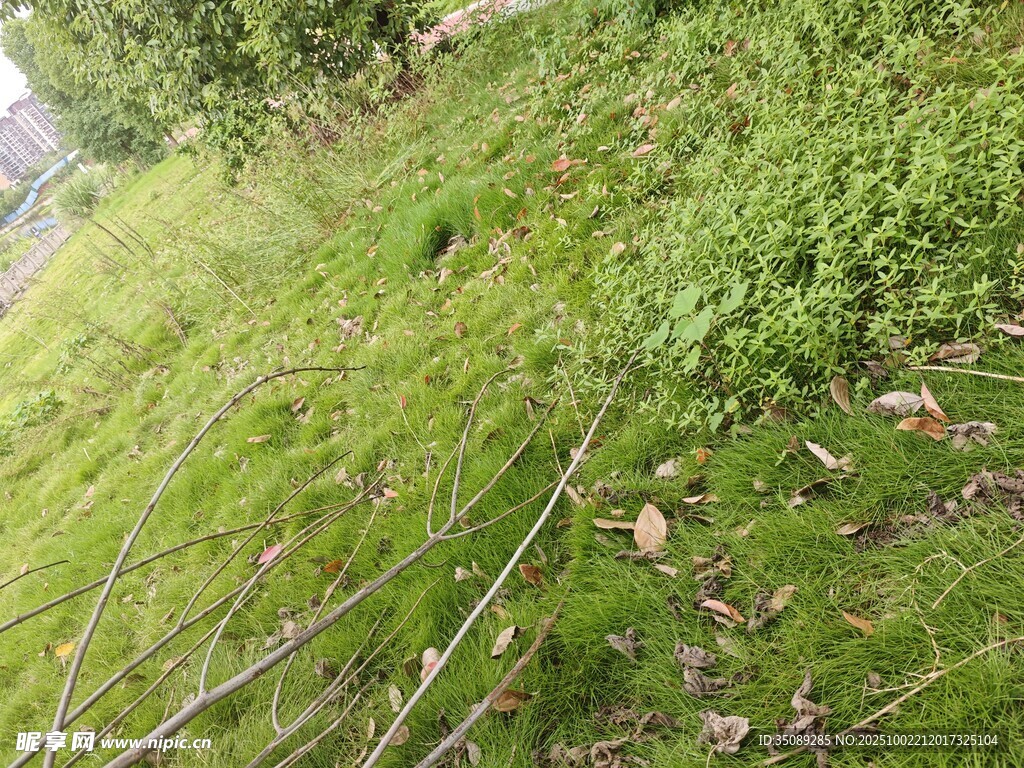 翠绿草地生机盎然