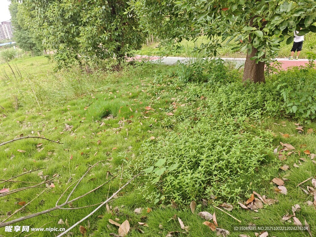 绿意盎然的户外草地场景