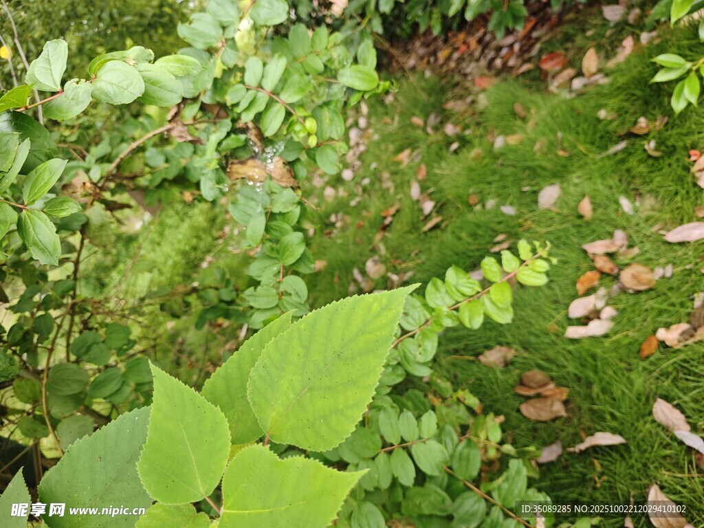 绿意盎然的植物景观