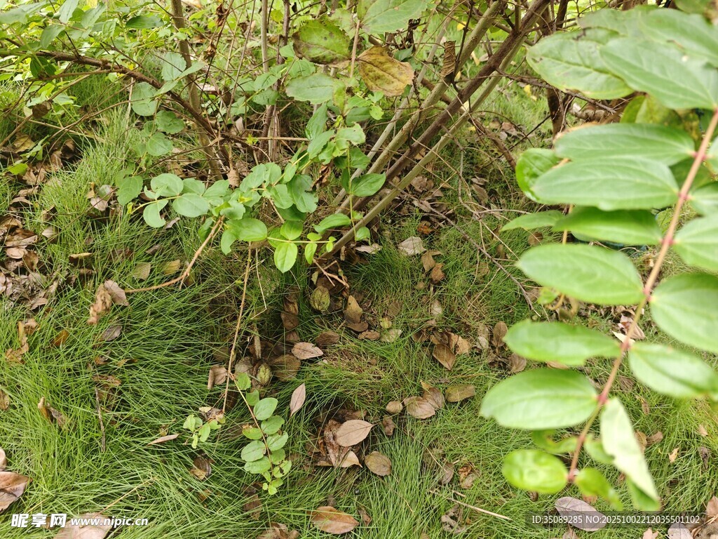 野外绿植景象