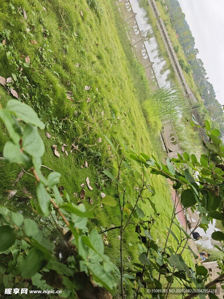 绿意盎然的田园植物景观