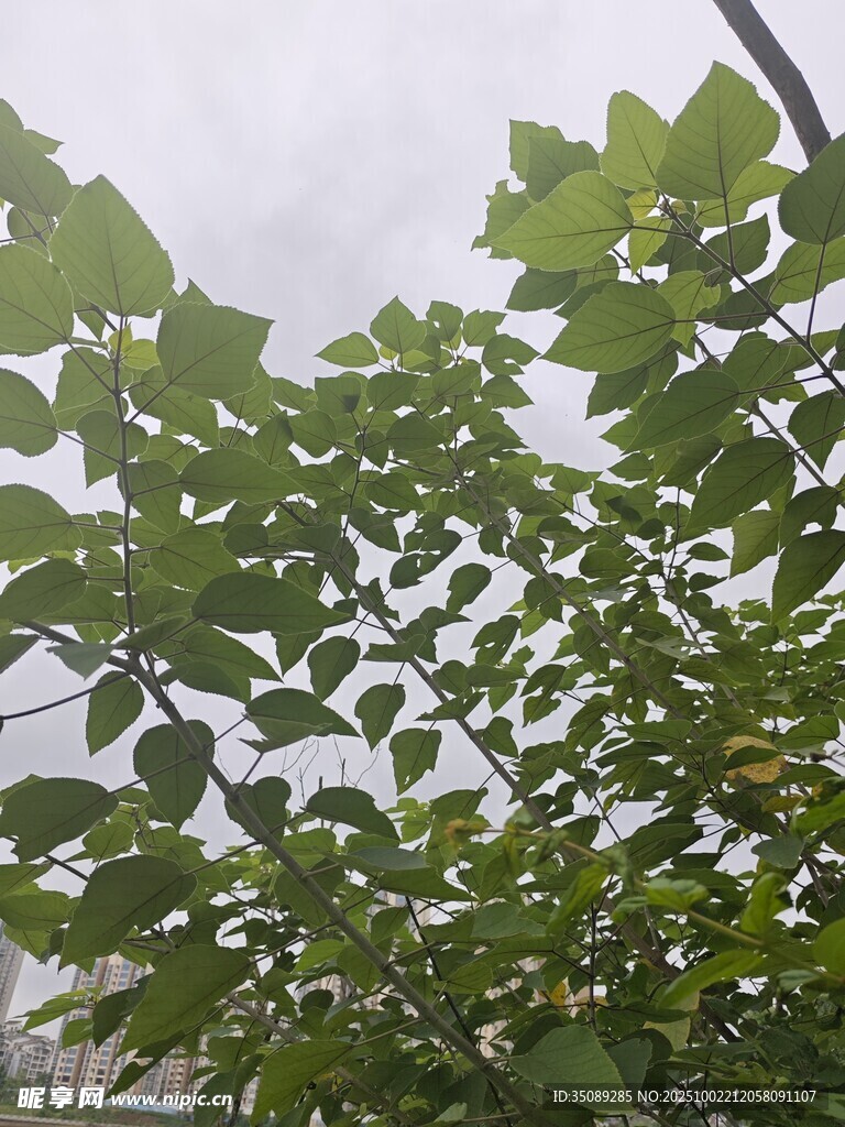 绿叶繁茂的枝头