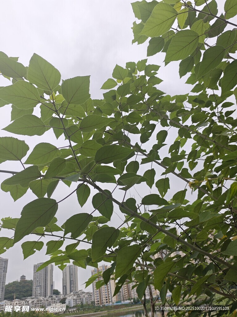 绿叶掩映下的城市景致