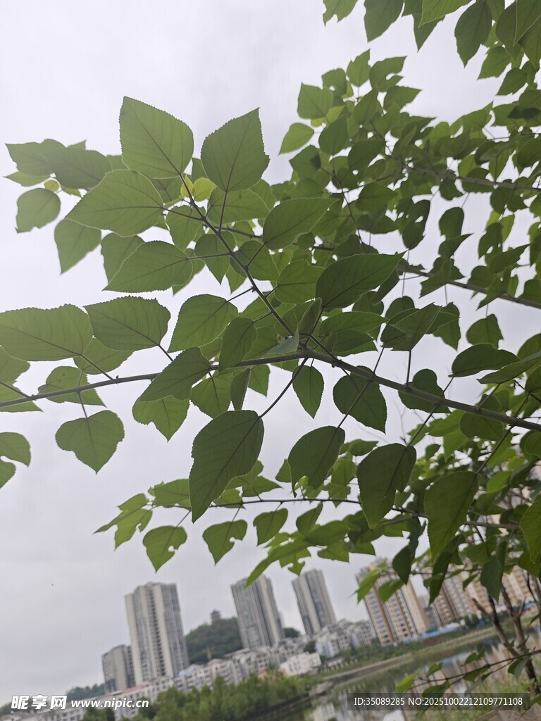 绿叶掩映下的城市风景