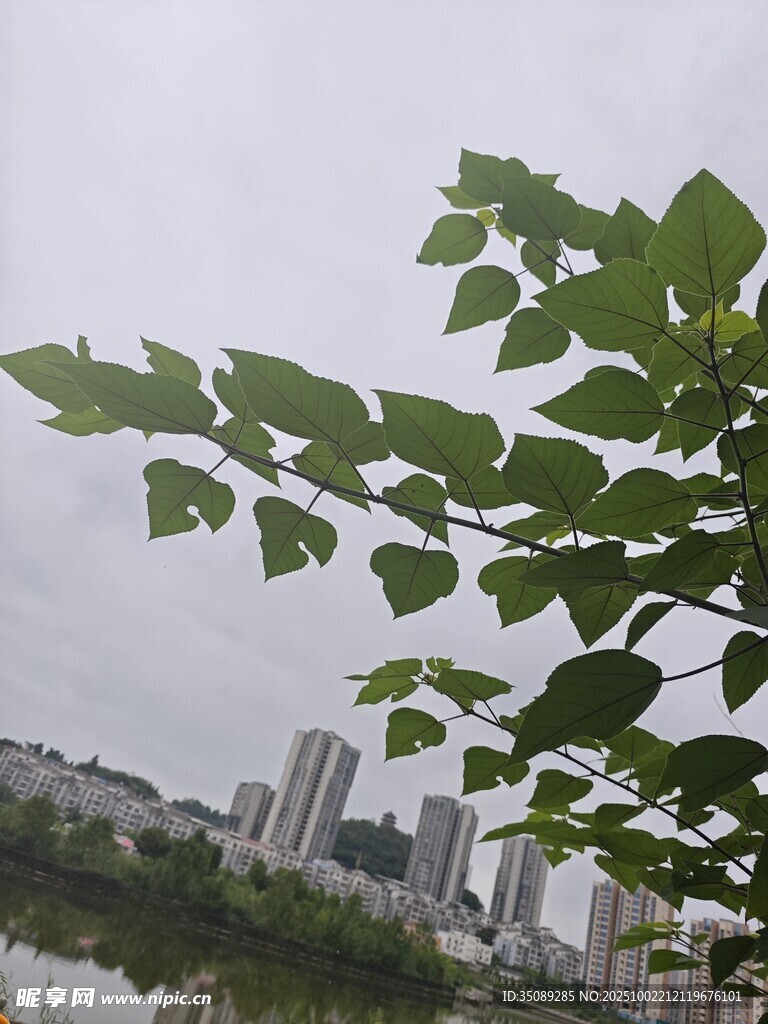 绿叶掩映下的城市景致