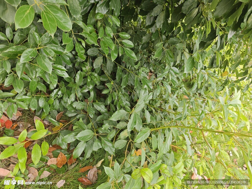 繁茂绿植景观