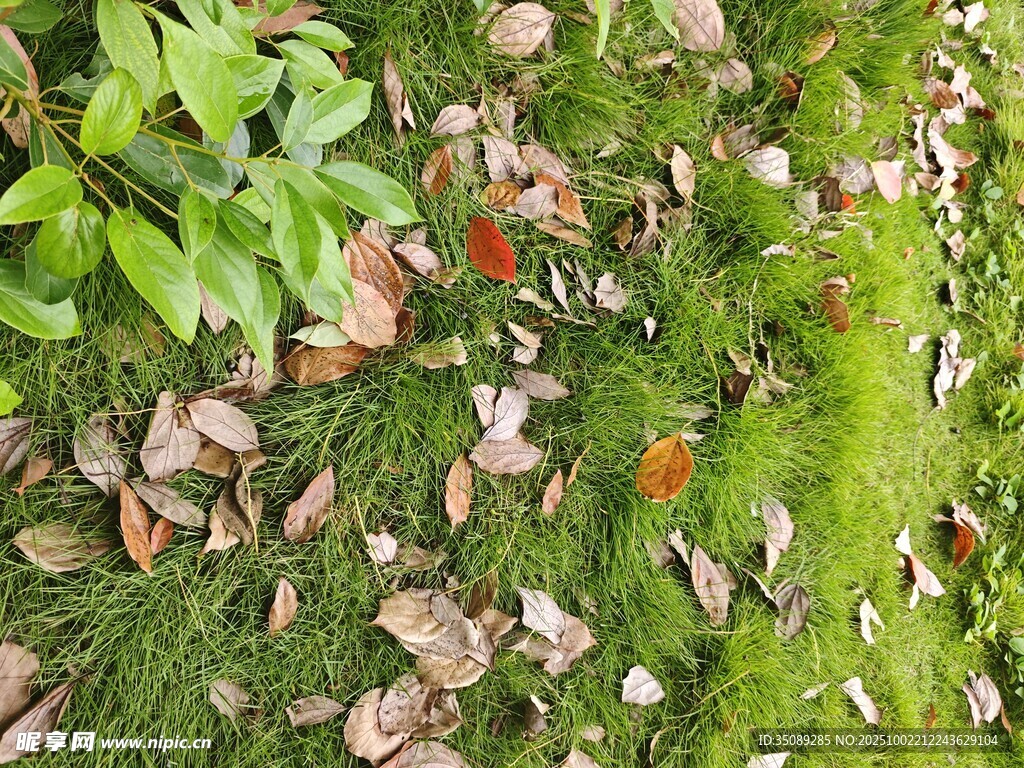 落叶覆于青苔上的景致