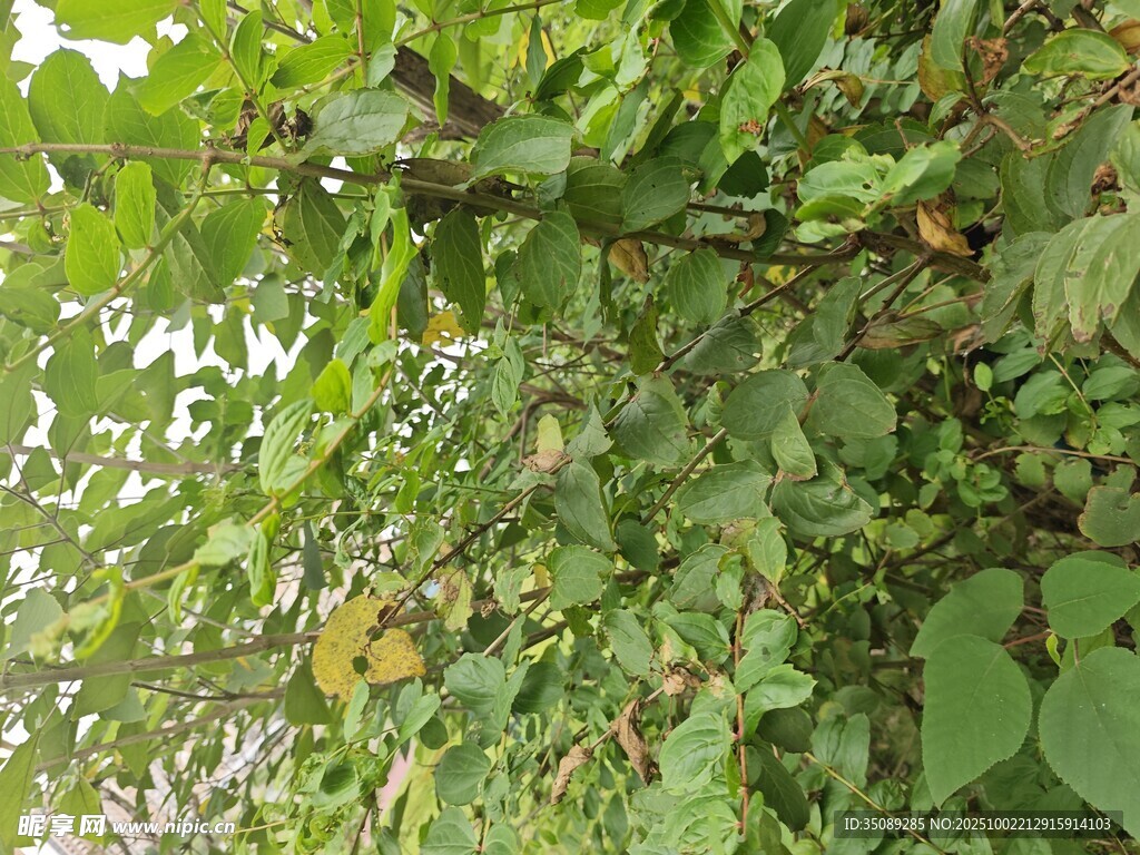 繁茂绿植生机盎然
