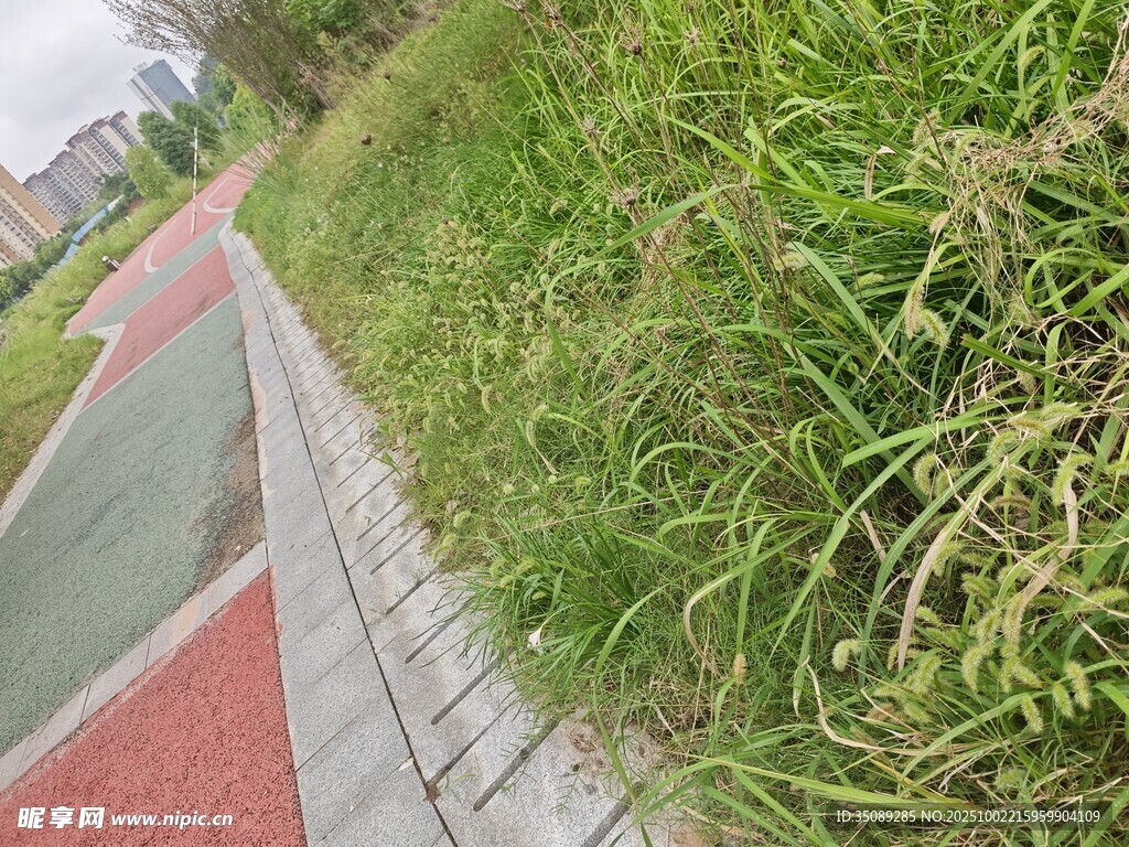 路边茂盛的绿色草丛