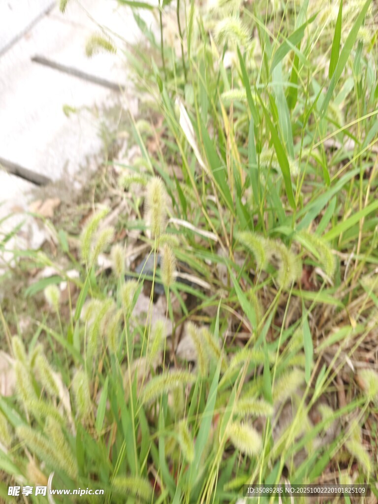 嫩绿小草生长于木边