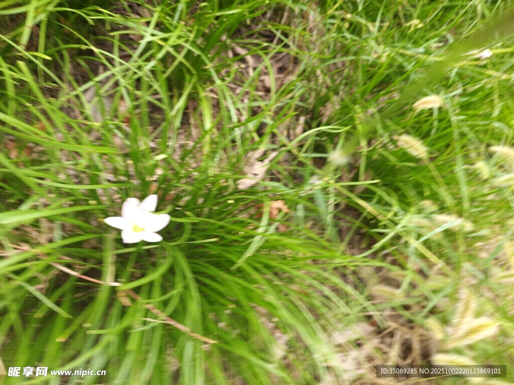草丛中的白色小花